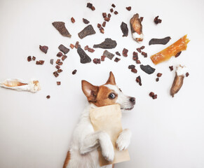 Fototapeta na wymiar the dog holds a bag of treats in its paws. jack russell terrier on a light background. Natural Pet Nutrition. Raw feeding