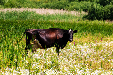 A black cow grazes in the valley in summer. - 555891469