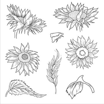 Vector graphic floral collection with sunflowers, leaves, branches, and fern leaves. Wedding, invitation, template card, Birthday. 