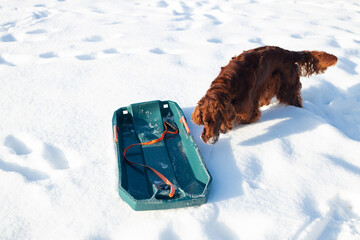 Active happy Irish Setter dog playing. Blue sled with snow i n the winter park
