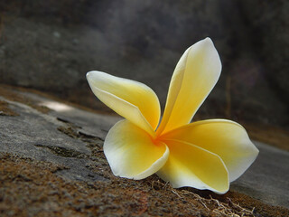 Closeup, Plumeria, Yellow and white, Tropical Flower