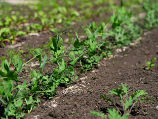 A close-up shot of a vegetable bed with young pea plants growing in a garden.