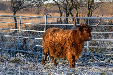 Den Helder, Netherlands. December 2022. Highland cattle in a winter landscape.