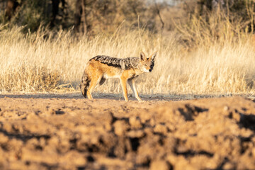 A jackal searching for prey in the grasslands of the Kalahari Desert in Namibia.