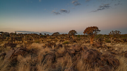 Desert landscape with with quiver trees (Aloe dichotoma), Northern Cape, South Africa