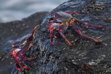 Grapsus adscensionis (Red Rock Crab) at the beach on Fuerteventura, Canary islands, Spain