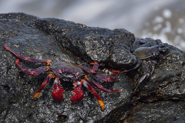 Grapsus adscensionis (Red Rock Crab) at the beach on Fuerteventura, Canary islands, Spain