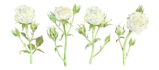 Set of white roses. Watercolor illustration. Isolated on a white background. For design of stickers, dishes, aprons, greeting cards, stationery, cosmetics, perfumes packaging, wedding invitation