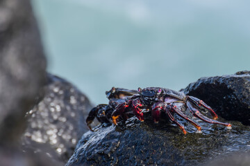 Grapsus adscensionis (Red Rock Crab) at the beach on Fuerteventura, Canary islands, Spain