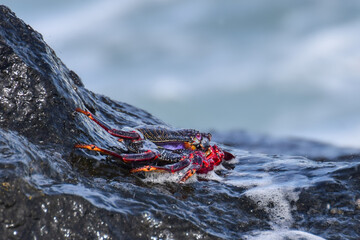 Grapsus adscensionis (Red Rock Crab) at the beach on Fuerteventura, Canary islands, Spain