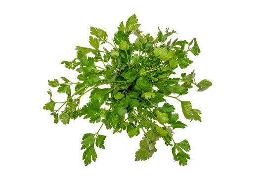 parsley isolated, png file