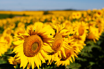 sunflowers banner. Beautiful landscape with sunflowers. Many flowers.