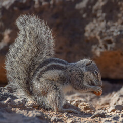 Mountain ground squirrel on the rocks in Fuerteventura, Canary islands, Spain