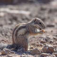 Mountain ground squirrel on the rocks in Fuerteventura, Canary islands, Spain
