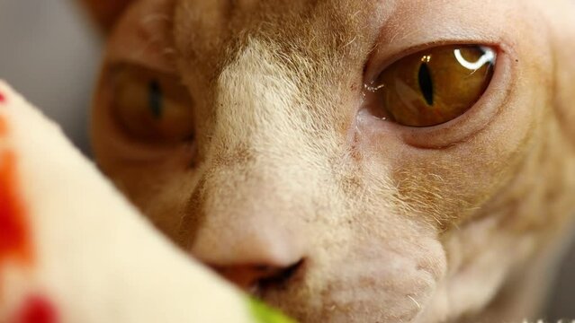 cat breed american sphynx close-up
