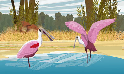 Pink Roseate spoonbill bird in the water. Jungle lake. Realistic Vector Landscape