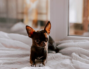 Closeup portrait of small funny brown mini chihuahua dog, cute puppy. Small dog on the window. Copy space.