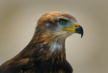 Schwarzmilan(Milvus migrans)