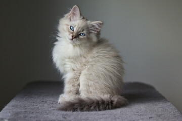 Little fluffy neva masquerade kitten with blue eyes