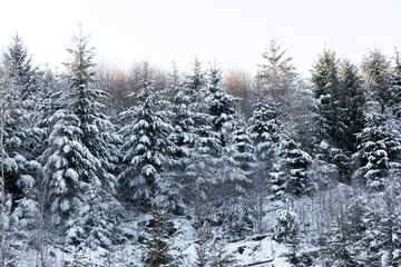 Winterliche Schneelandschaft in einem Wald
