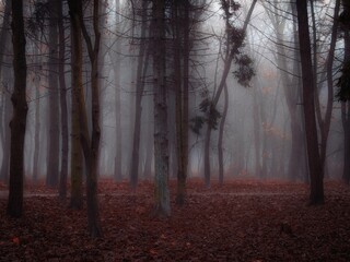 Obraz premium Dreamy forest in thick fog in brown tones. Colorful autumn landscape. Fairytale moody woods with fallen leaves.
