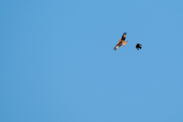Oiseaux de proie en vol dans le ciel