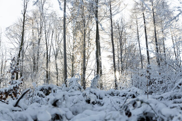 Fototapeta na wymiar Winterliche Schneelandschaft in einem Wald