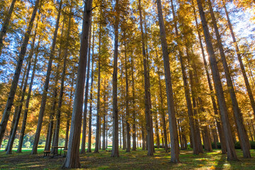 Fototapeta premium 東京都葛飾区 秋の水元公園 メタセコイアの森