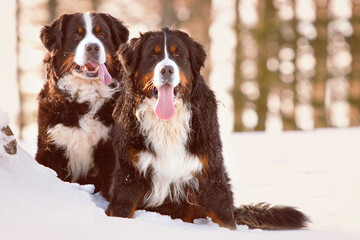 two bernese mountain dogs sitting in snow in front of trees in winter