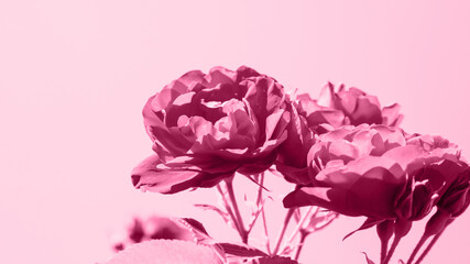 Viva magenta roses with leaves on a light background, selective focus, blur. Natural banner