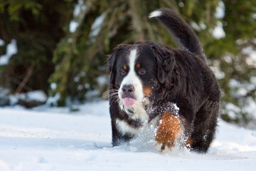 bernese mountain dog walking with a lifted paw through the snow in winter