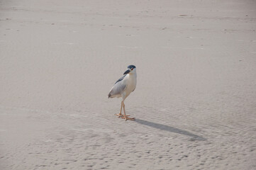 Curious colorful bird in the sand 