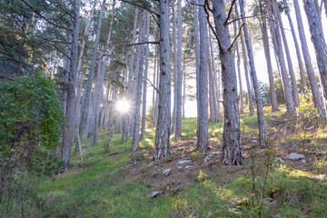 Idyllic hiking trail through fir forest from Kotor to Derinski Vrh, Montenegro, Balkan, Europe. Starburst light shining through the tree trunks creating magical atmosphere. Lovcen, Orjen national park