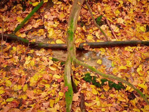 Autumn forest. Golden autumn forest. Fall collors forest.