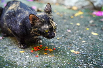 A Tortoiseshell or Tortie cat with yellow eyes