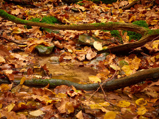 Autumn forest. Golden autumn forest. Fall collors forest.