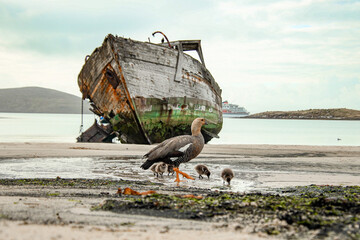 wreck on the beach
