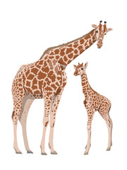 Giraffe and her cub. Wild animals of Africa. Realistic vector animal