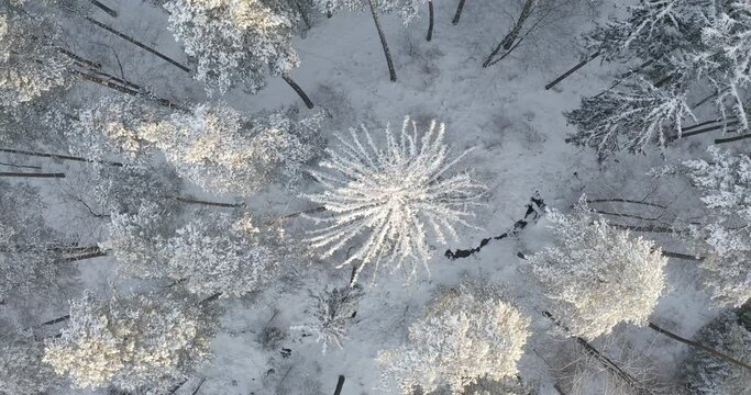 Śnieżny zimowy las, strumień i zima w lesie, ujęcia z drona, winter forest