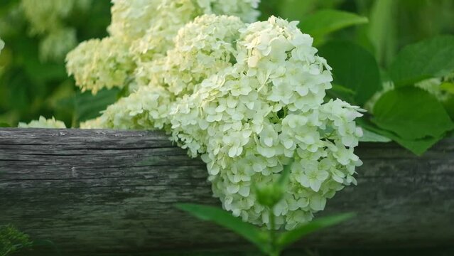 Wonderful blooming white Hydrangea arborescens, commonly known as smooth hydrangea, wild hydrangea in a garden. Closeup of White Hydrangea Flowers in Afternoon Sunlight.	