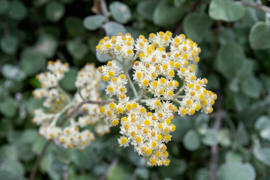 Small white flowers Helichrysum petiolare silver bush everlasting in the garden
