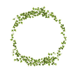 Ivy plant branch in a circle shape cartoon vector illustration. Сlimbing vine.