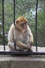 Gibraltar Wielka Brytania © Barbara Bajorek