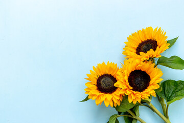 Blooming yellow sunflowers with sunflower seeds. Summer or autumn background