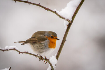 Robin closeup on winter setting, Erithacus rubecula, Italy
