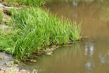 Long grass growing on a lakeside
