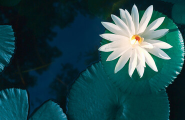 Beautiful white lotus or waterlily and white lotus leaf in the blue pond.lotus flower background