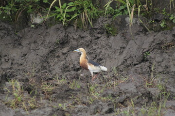 Javan pond heron (Ardeola speciosa) looking for food in the rice field