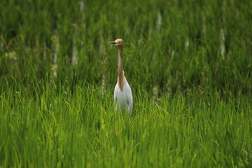 Eastern cattle egret (Bubulcus ibis coromanus) looking for food in the rice field