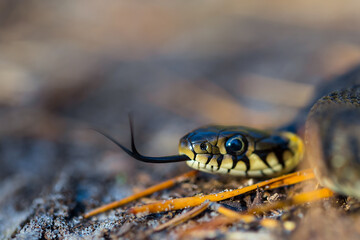 closeup snake crawl on ground, natural wild animal background